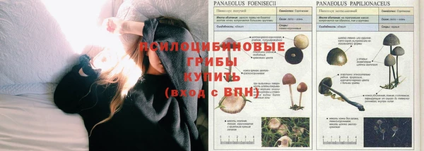 ГАЛЛЮЦИНОГЕННЫЕ ГРИБЫ Абдулино